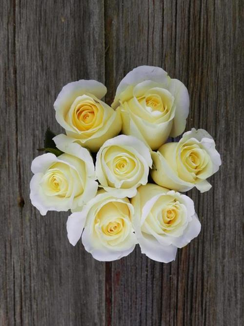 OPTION 2: WHITE ROSES (Sessions by MasterClass)